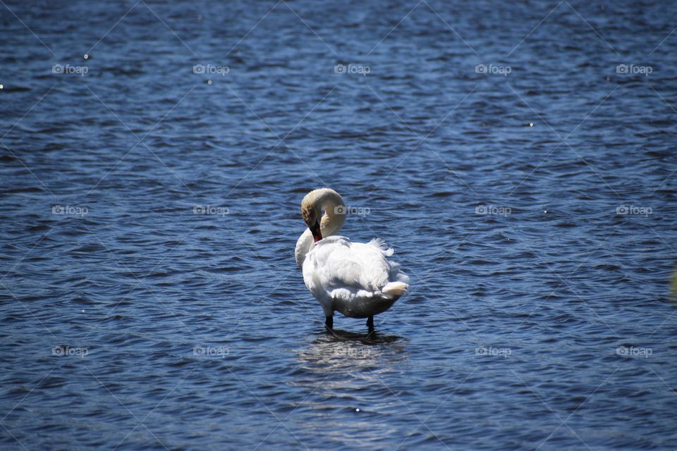 A swan baths in the lake