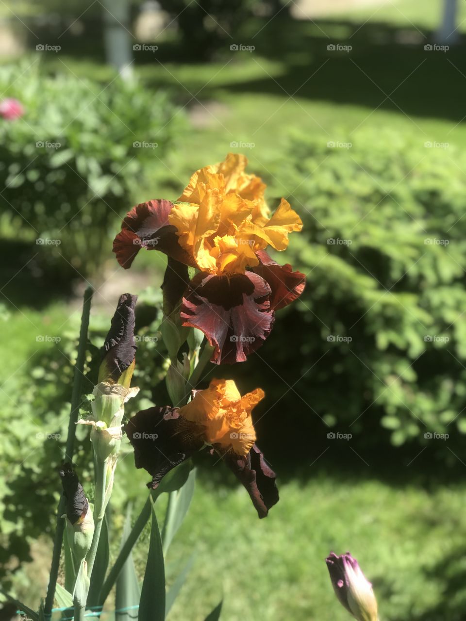 beautiful flowering irises in the garden