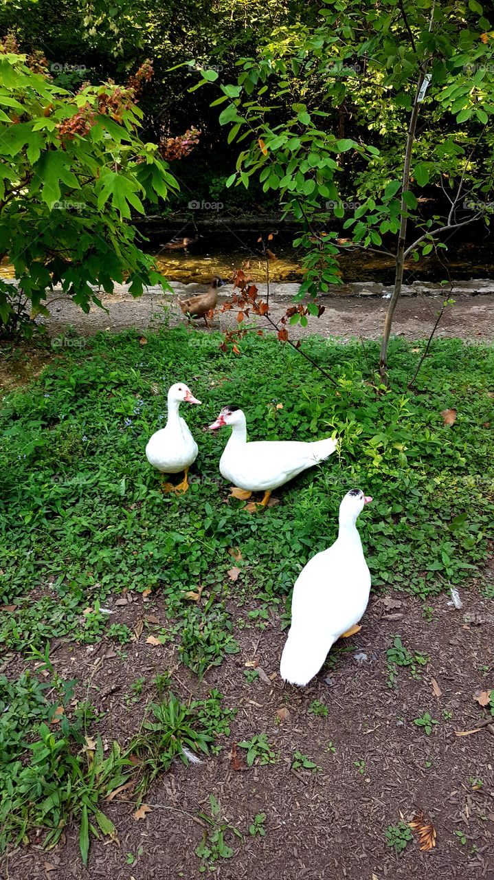 Hagerstown City Park ducks