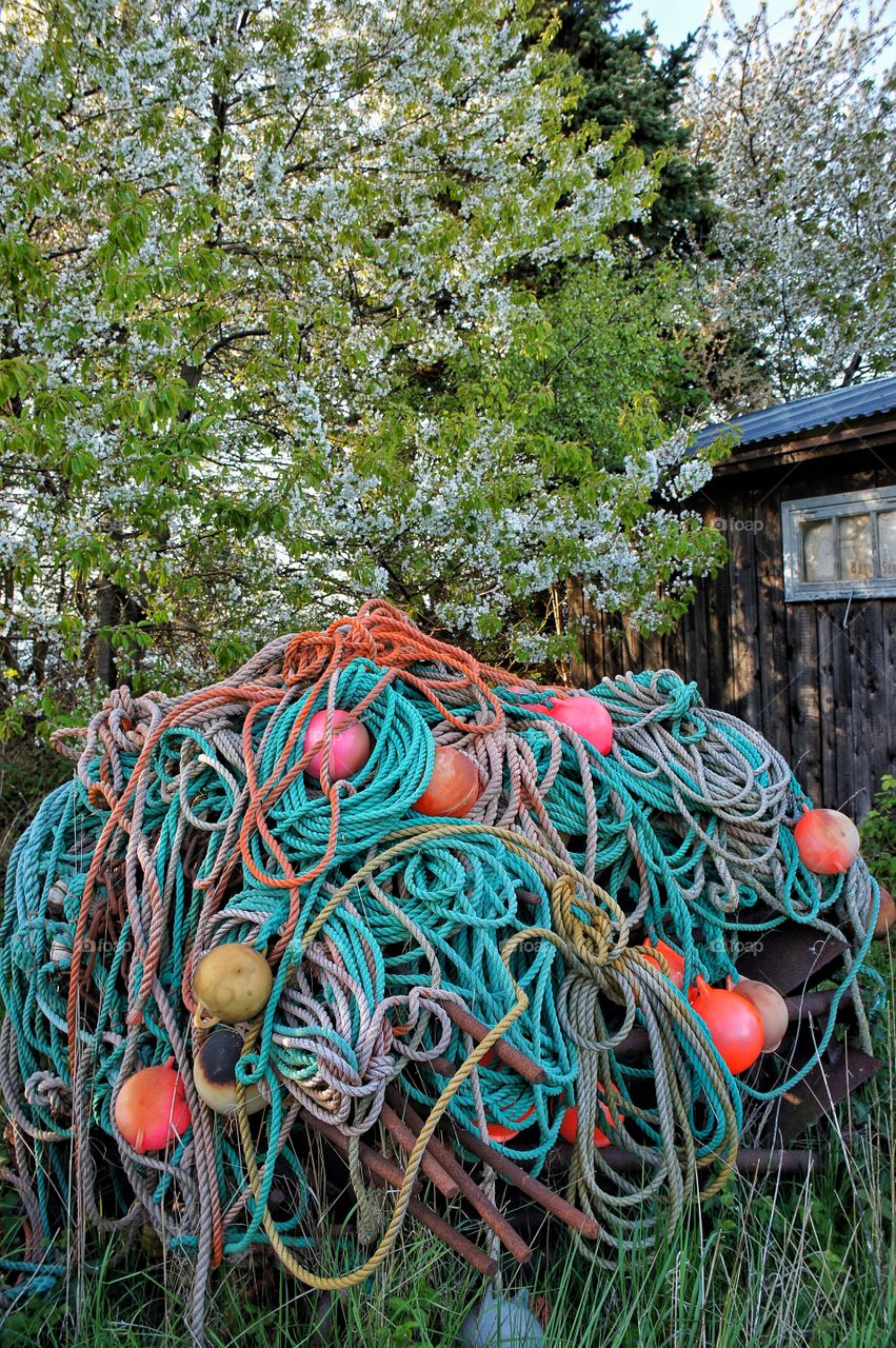 Fishing gear on cherry tree