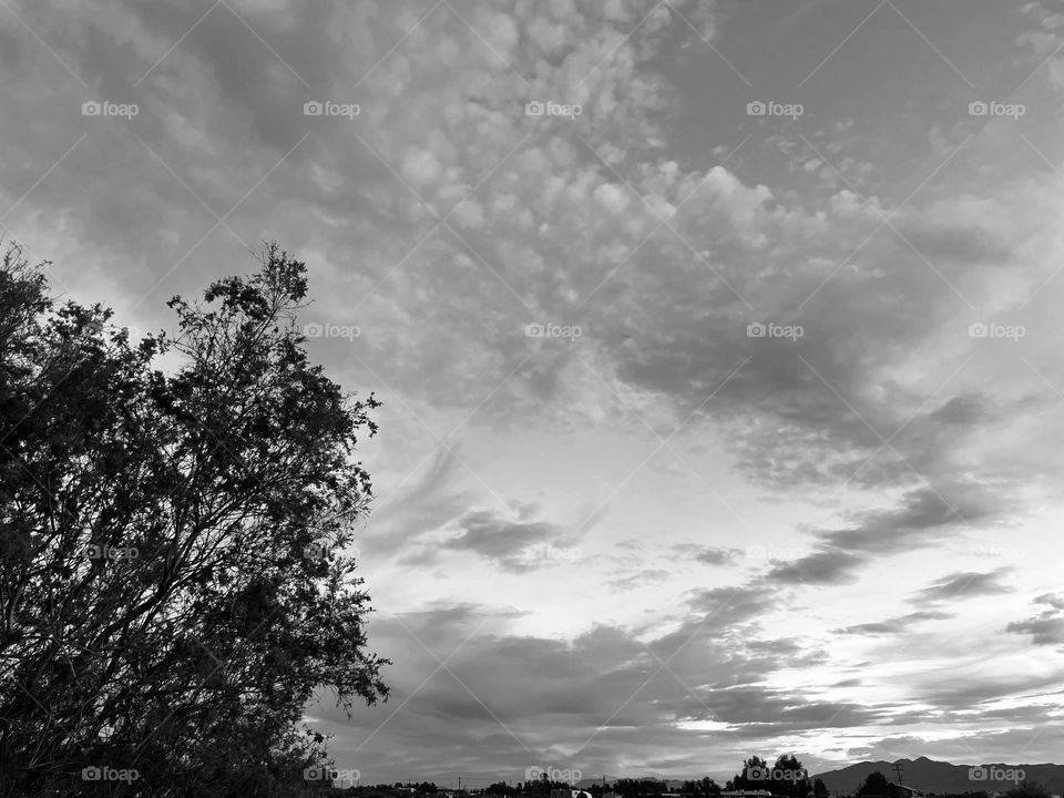 A black and white photo of a tree with a cloudy sky in the background. 
