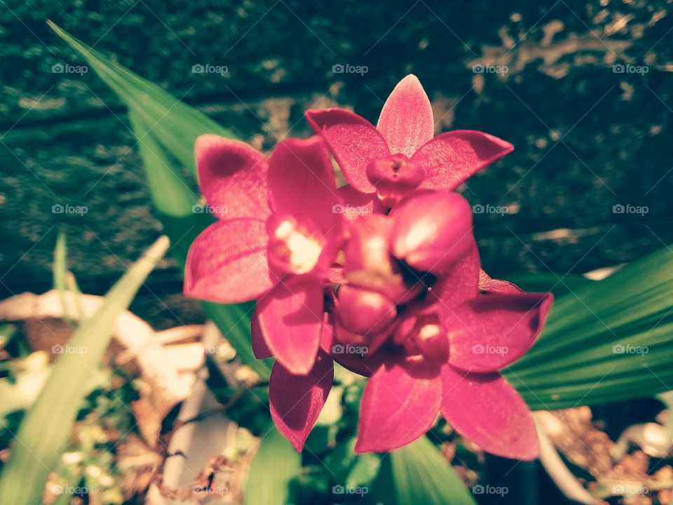 Orchid