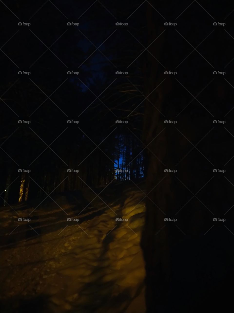 atmospheric photo. forest. Russia. Evening.