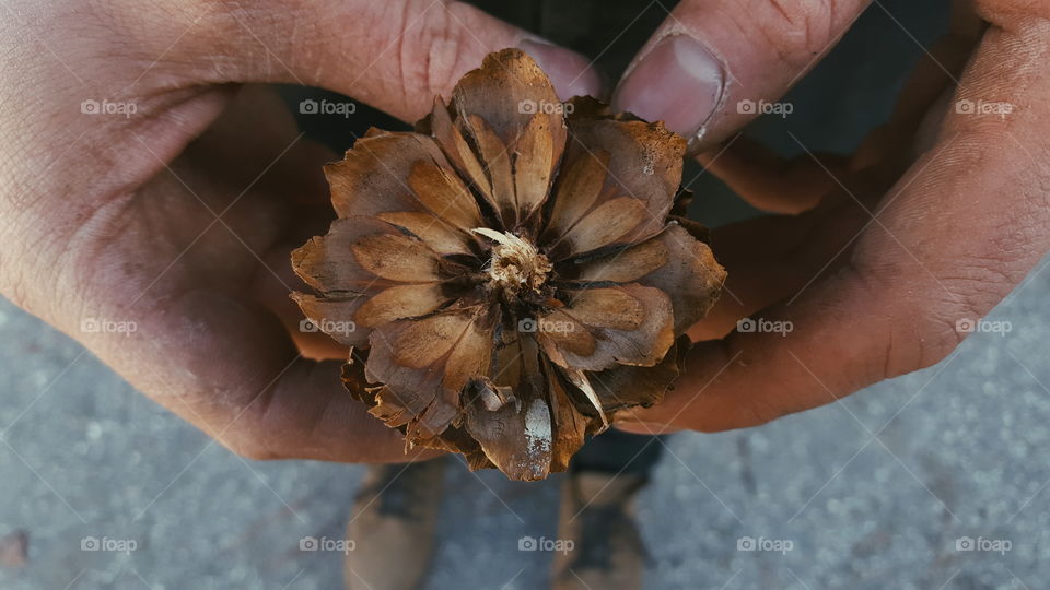 Person holding dry flower