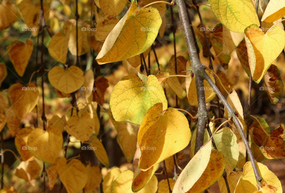 Close-up of yellow autumn leafs