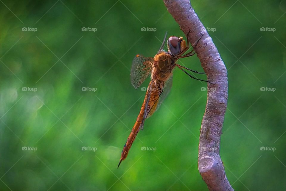 Rest of the dragonfly