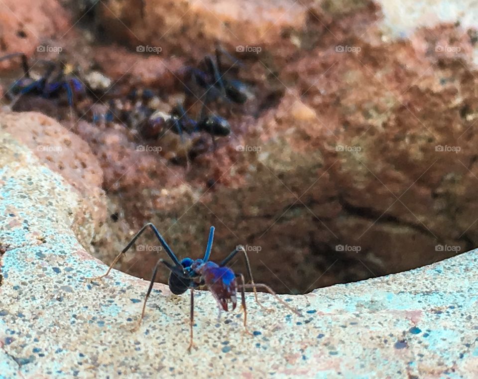 Large ant on edge of hole in ground closeup 