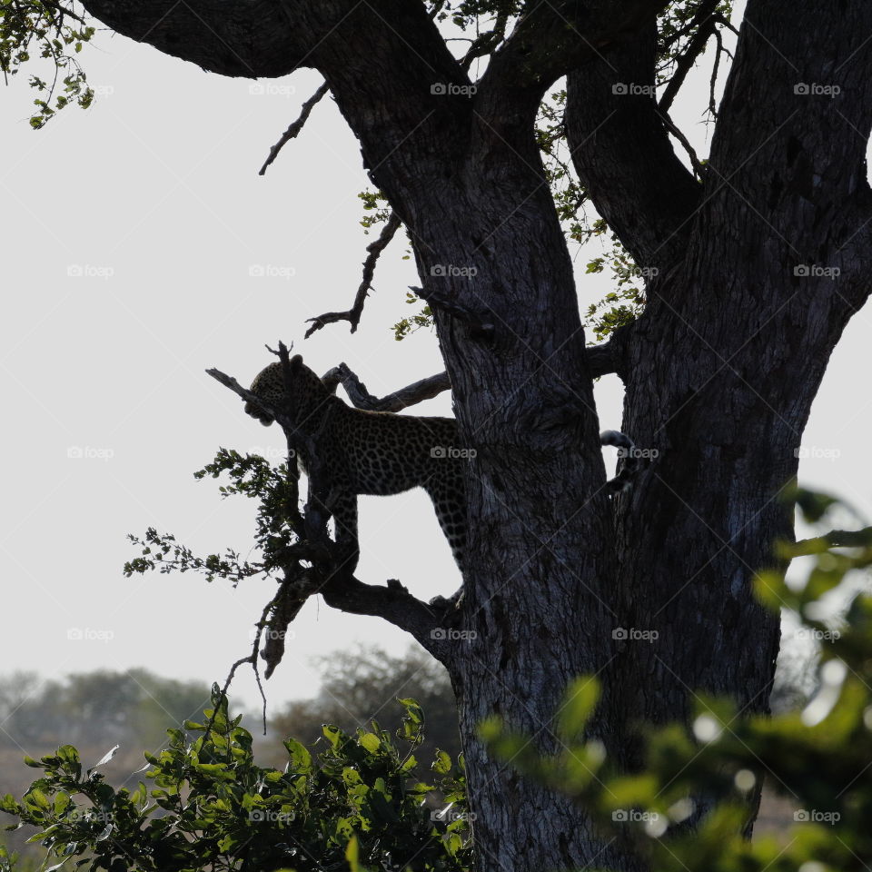 Leopard silhouette in a tree - African Safari