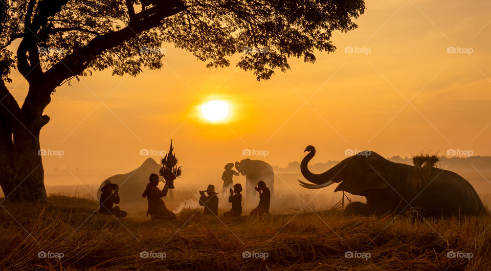 silhouette elephants