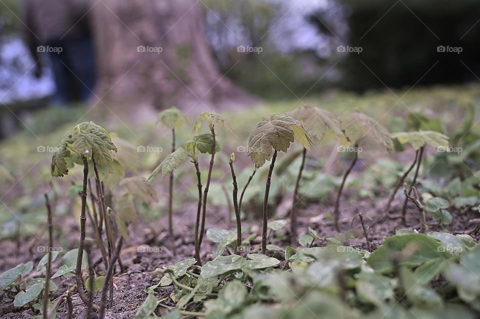 sprouts