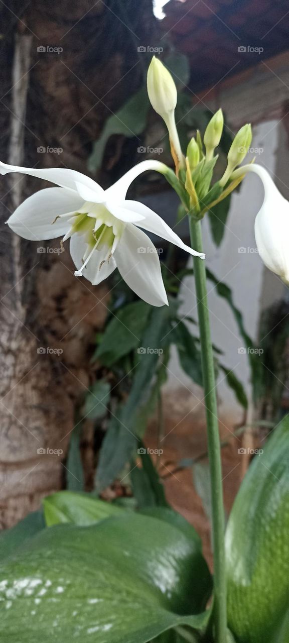 hyacinth flower