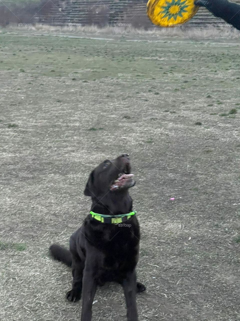 My name is Happy and I am always happy to play with frisbee