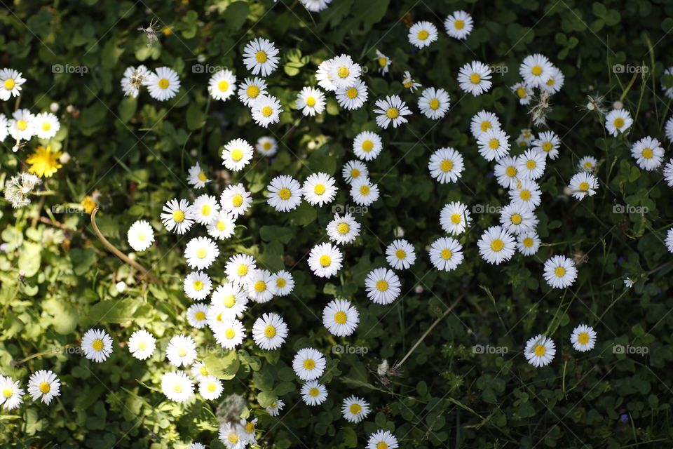 Daisies 