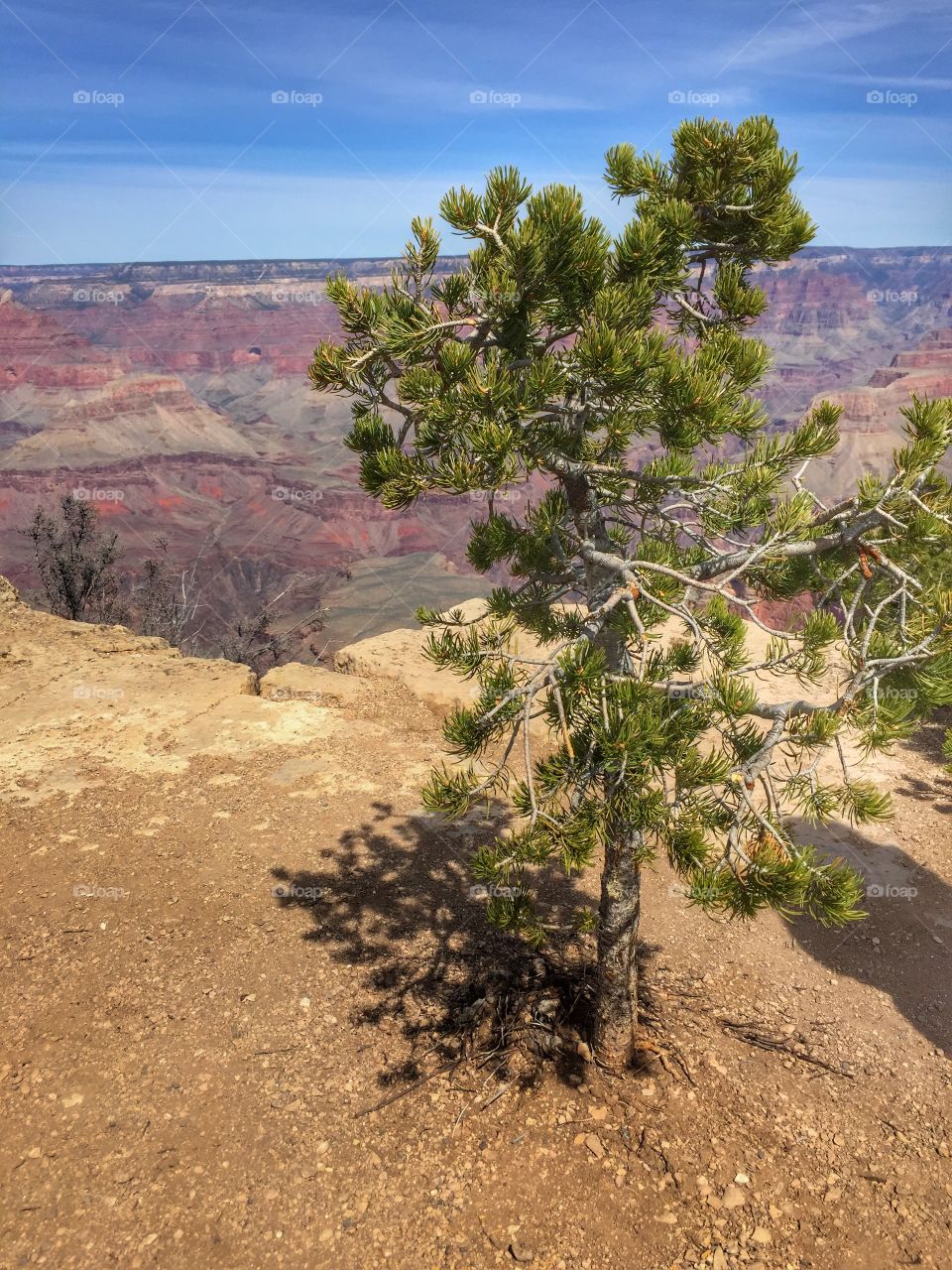 Lonely canyon tree
