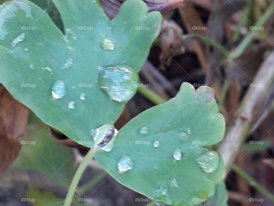 drops of condensed dew on green leaves of Aquilegia