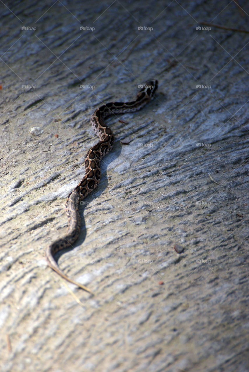 A baby snake out for a stroll in the sun on a textures path.