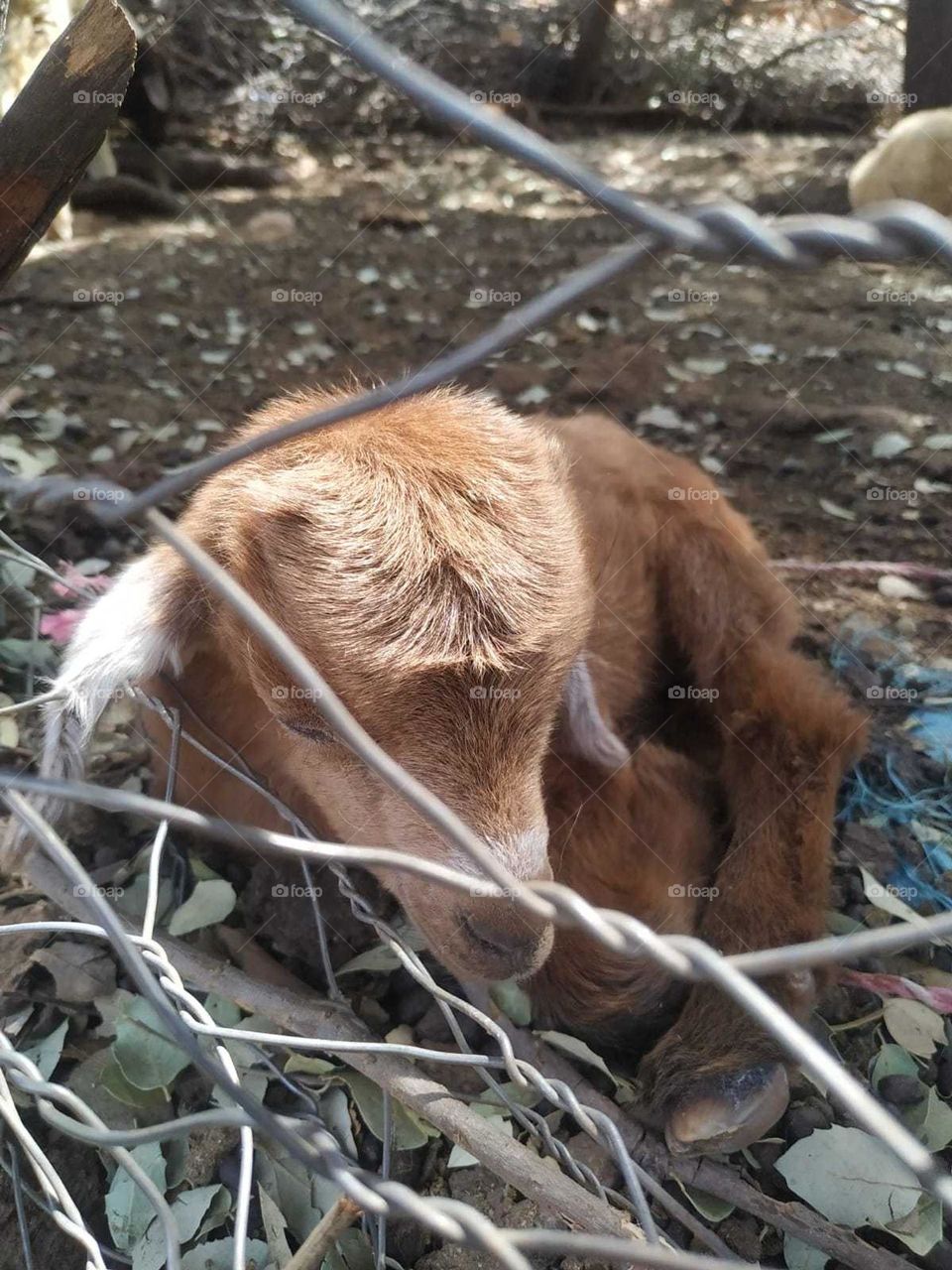 Baby goat relaxing