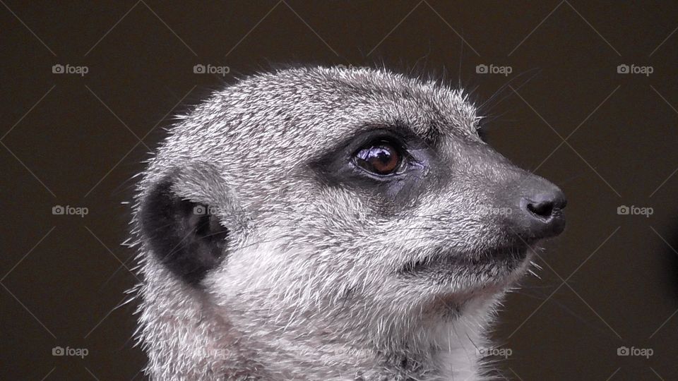 Incredibly cute meerkat headshot.