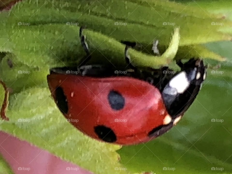 Beautiful ladybug on a green leaf in spring 