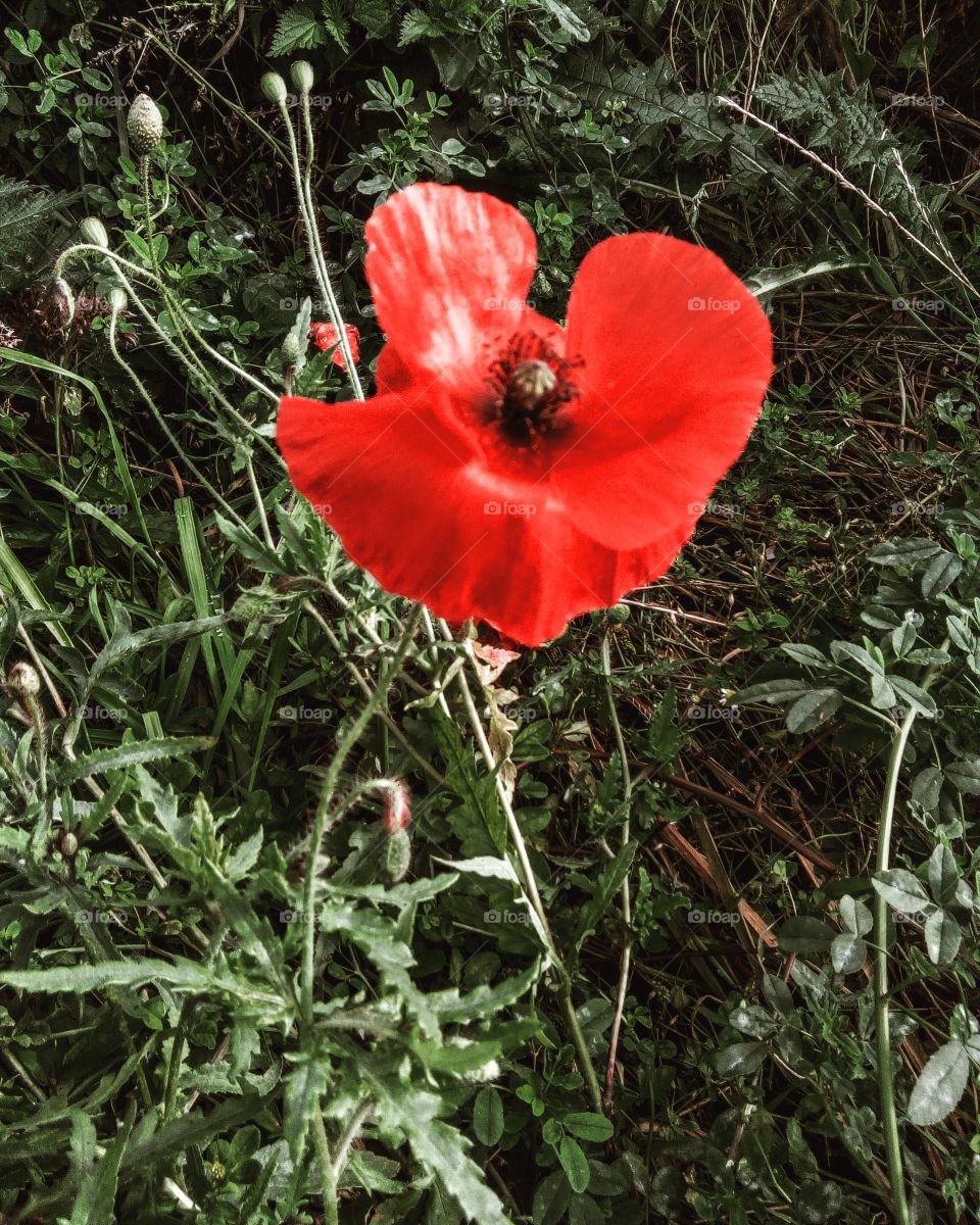 I love poppies, and the contrast between the red and the dark, almost dying grass just caught my attention and I thought it was beautiful.