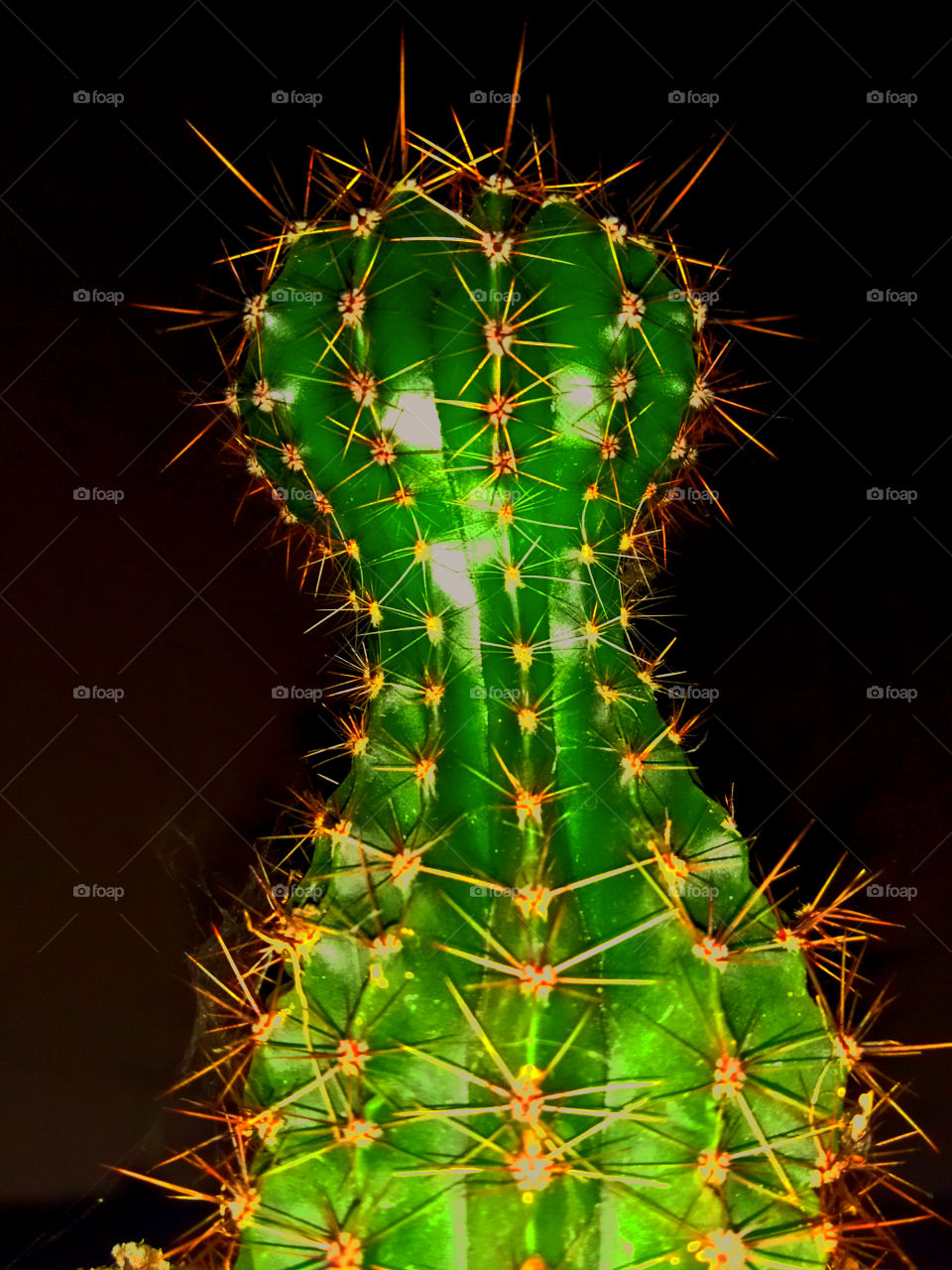 Cactus