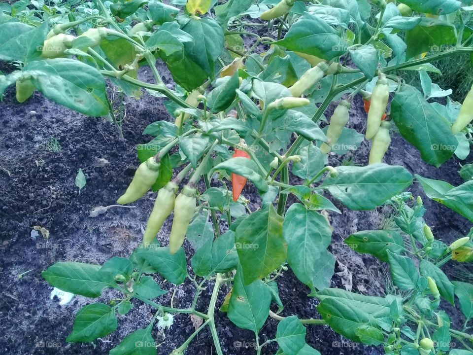 Cayyene plants that bear a lot of fruit and grow well on a fertile ground