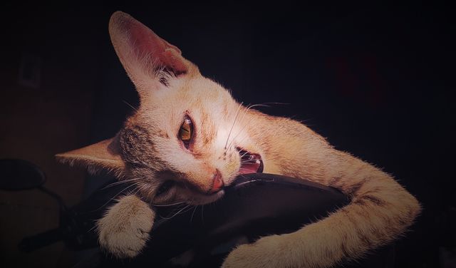 Cute kitten_ Animals
