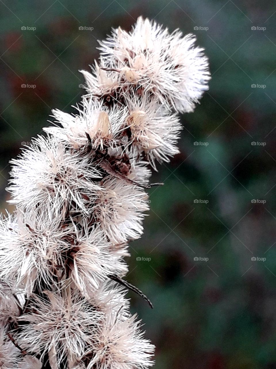 gray dry flowers and seeds  of goldenrod