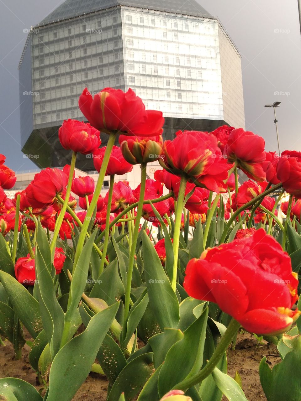 flowers in city