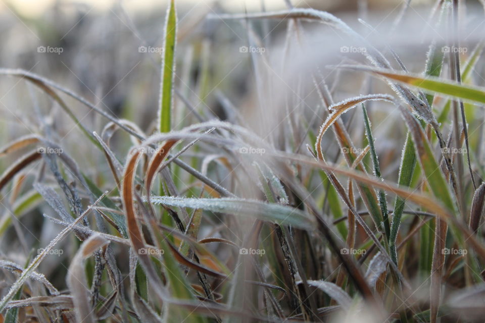 Forest poland light nature warmia mazury macro macrophotography dawn dusk sunlight frost flowers