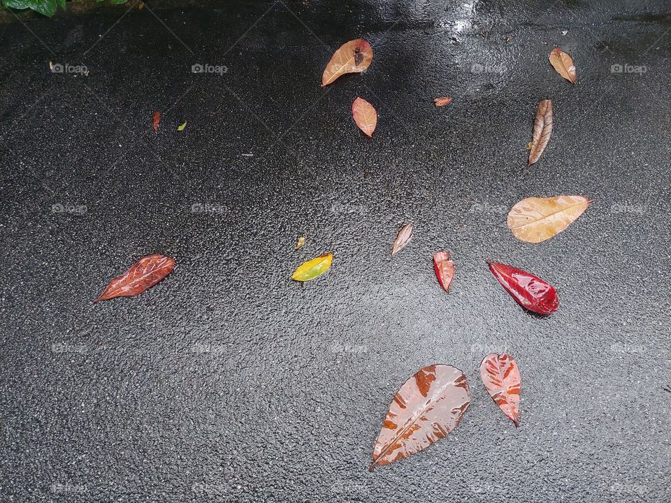 leaves lay on the ground, so peaceful