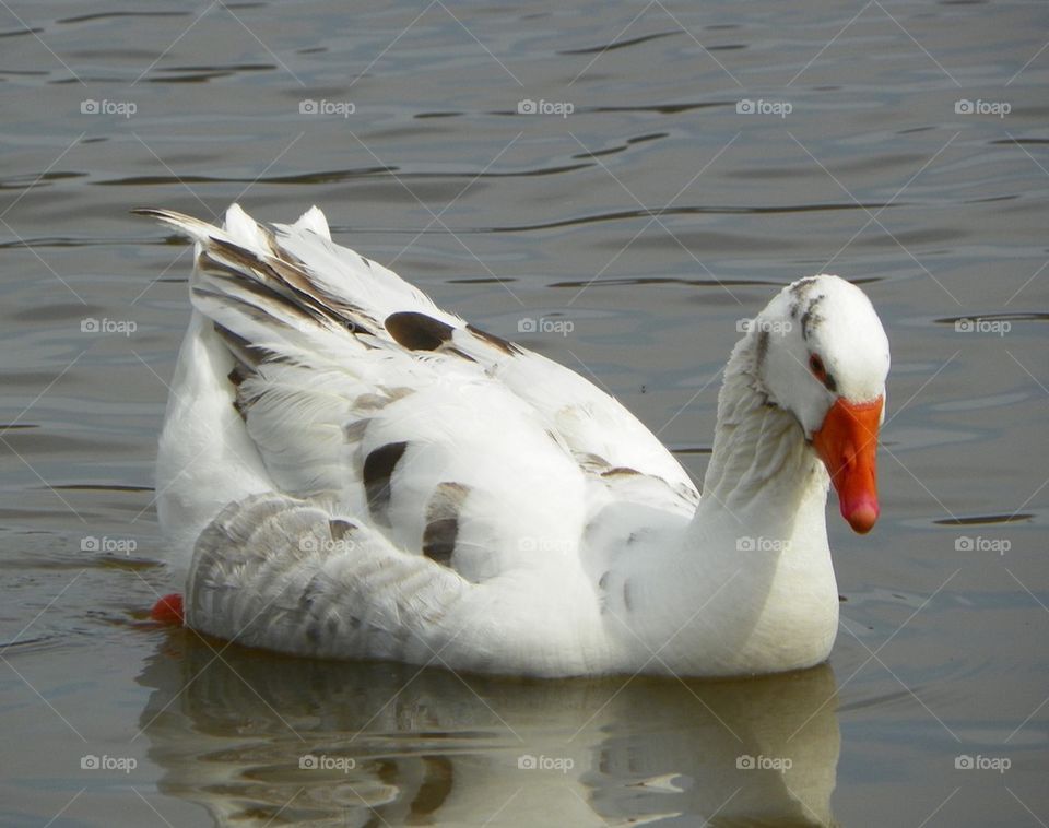 Goose swimming on lake