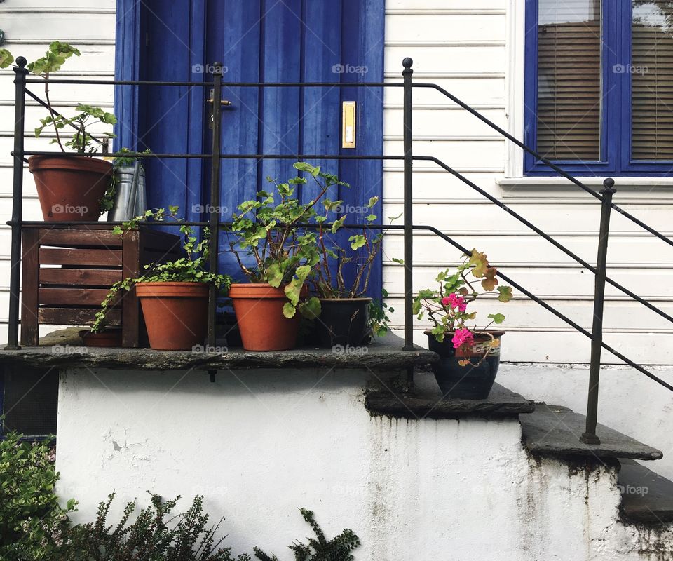 Potted plants outdoors on stairs to a door