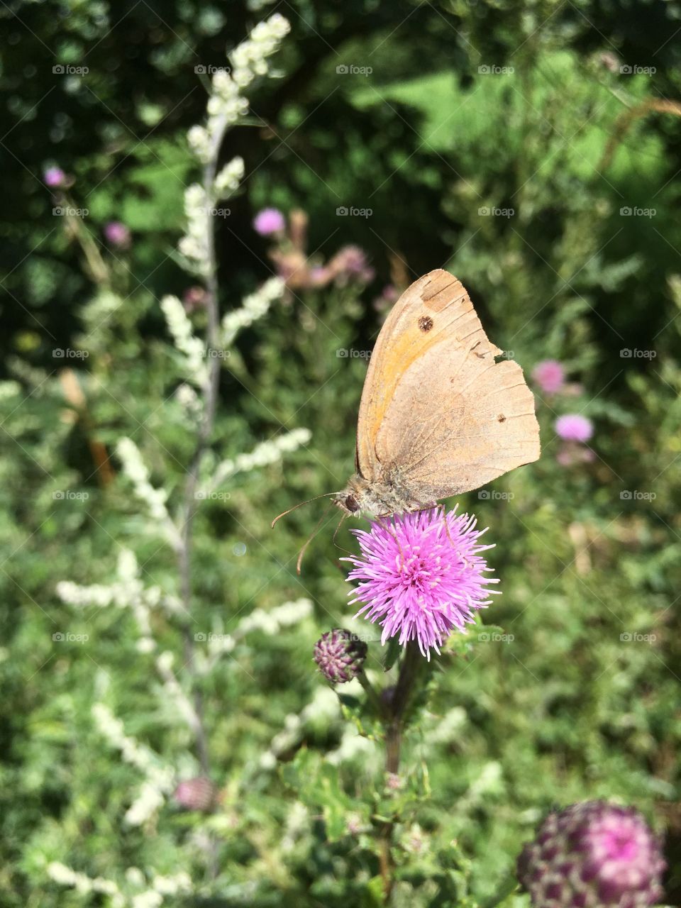 Butterfly on thistle