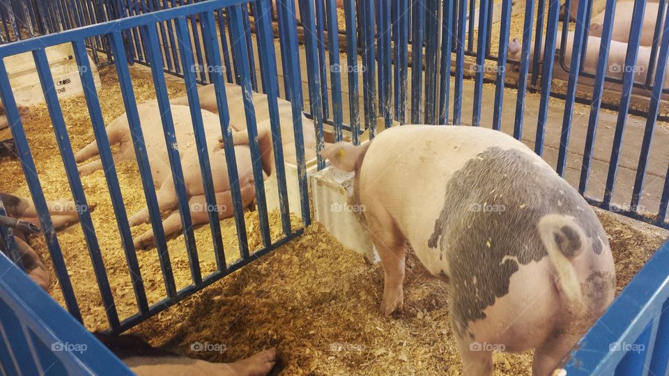 Farm Animals. Pig Pens