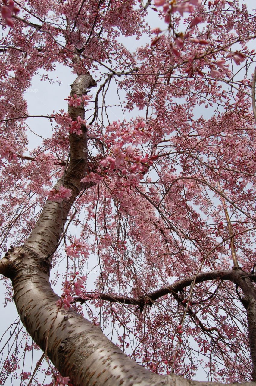 Cherry Blossom Tree . Up view of Cherry blossom tree 