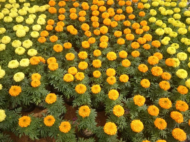 Springtime