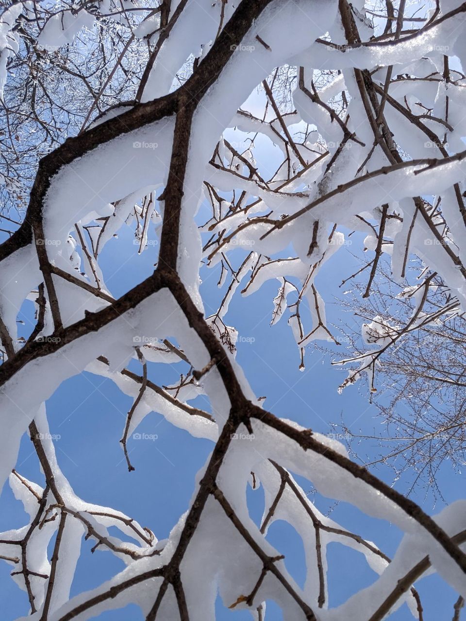 snowy branch