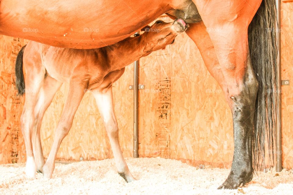 Newborn goal drinking mom's milk for the first time. 