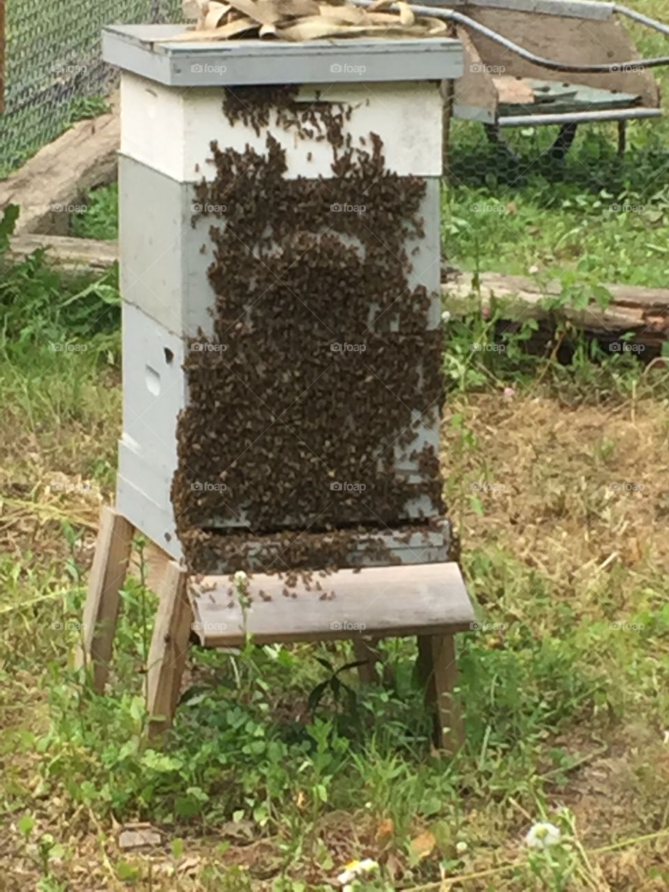 Bees keeping cool