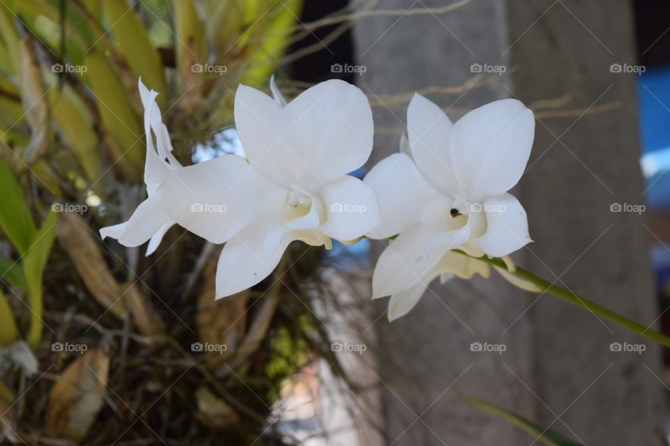 The white orchid 