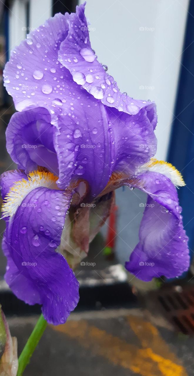 Iris