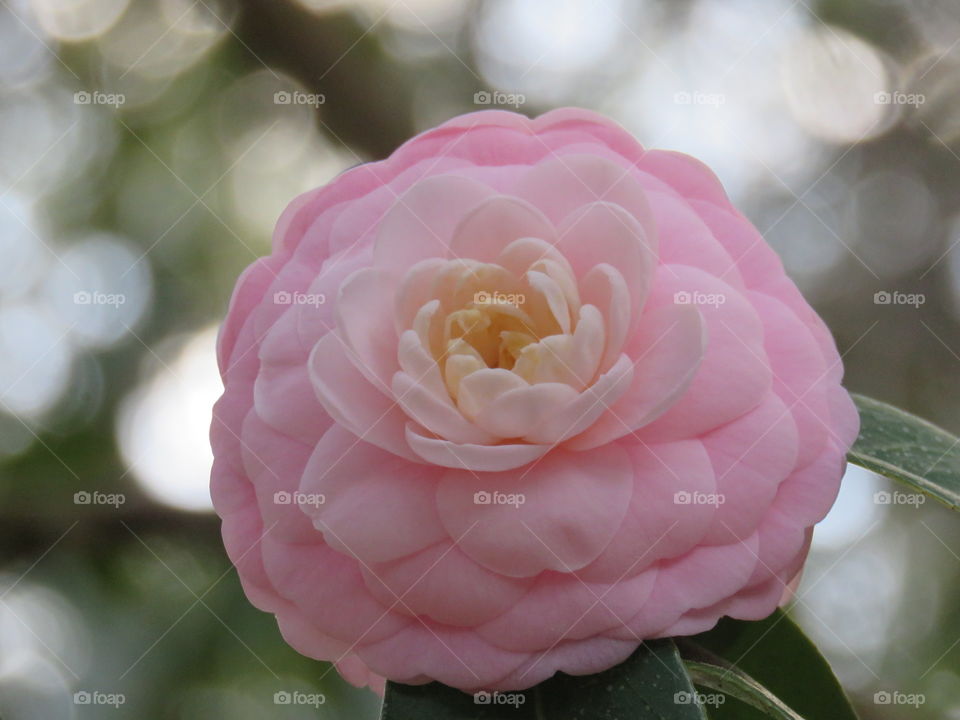 Pink Perfection Camellia