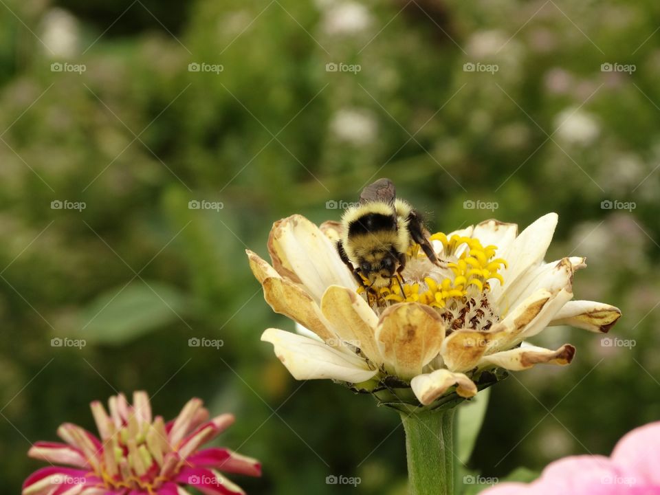 Bee pollinating a flower