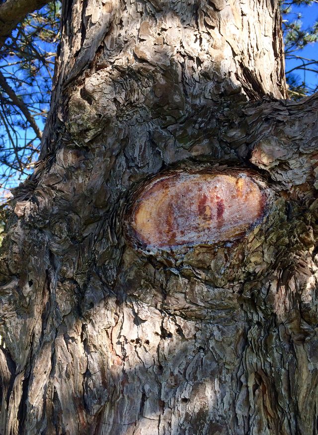 Autumn Tree 