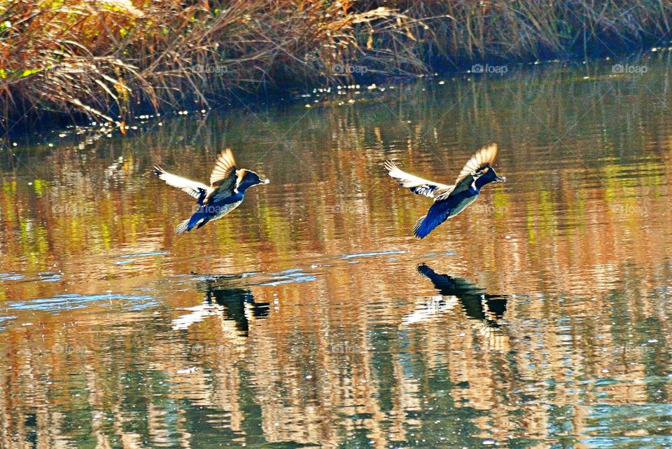 Ducks flying 