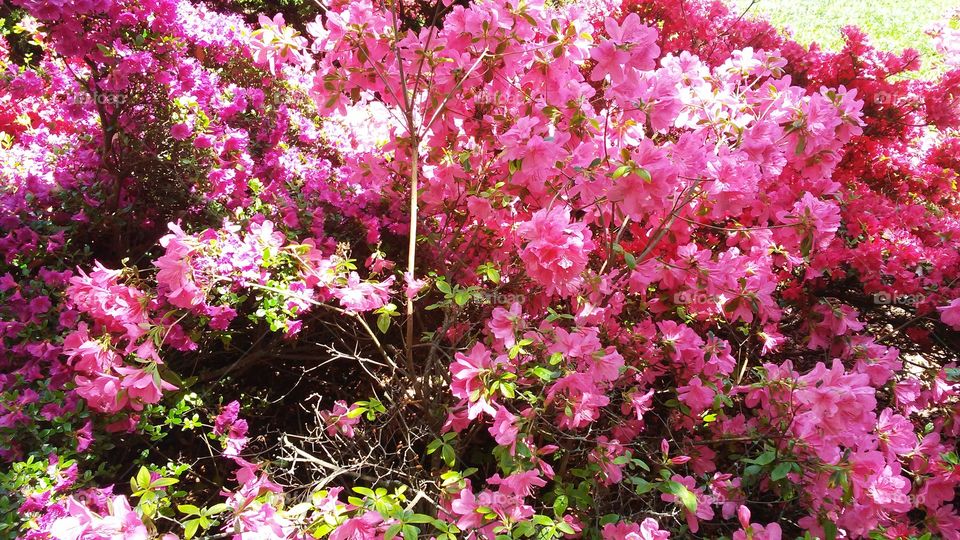 spring. flowers. beauty