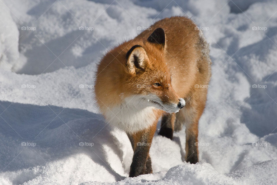 snow fox by stefanzander