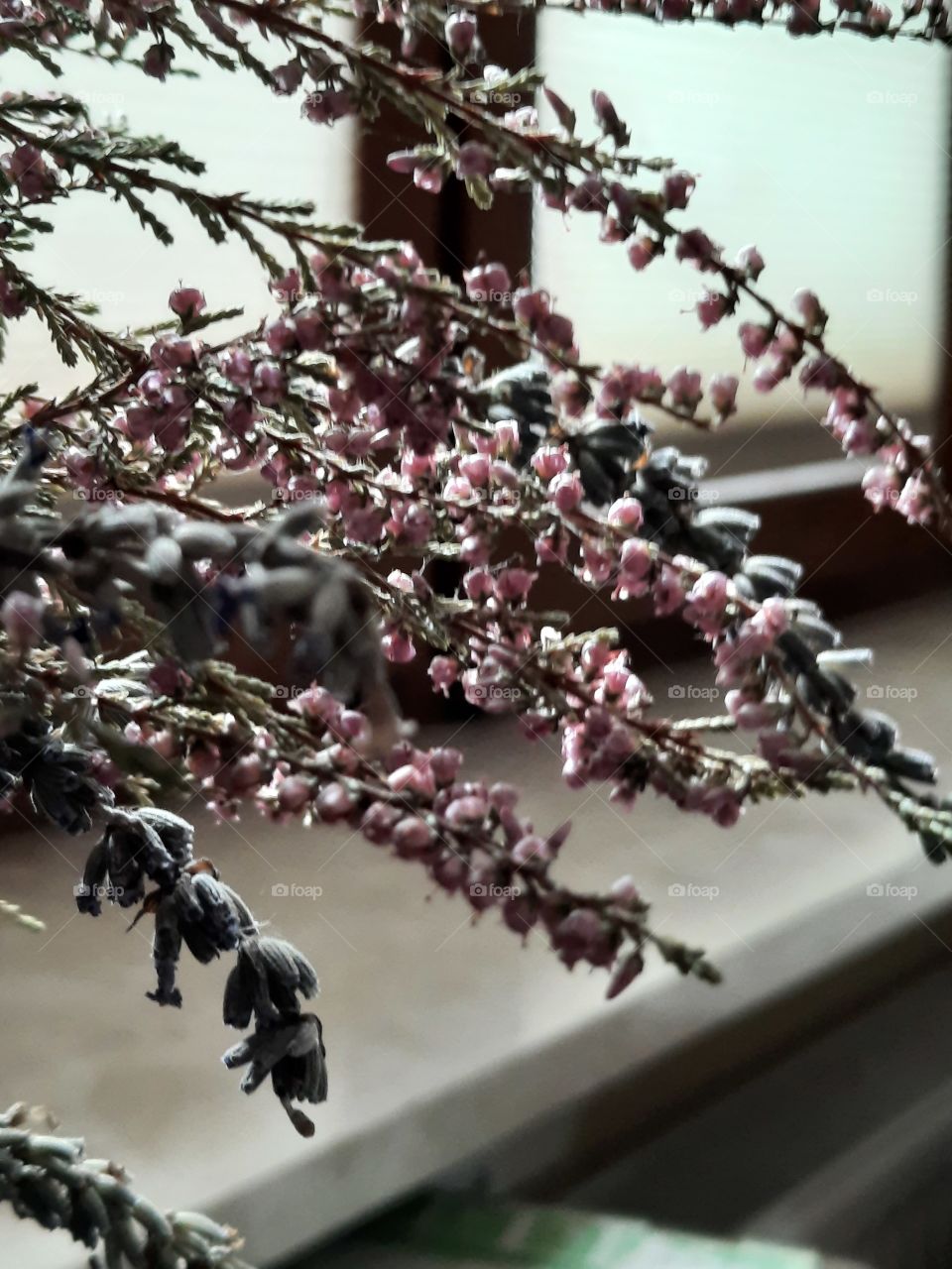 still life  - dry autumn flowers on a windowsill