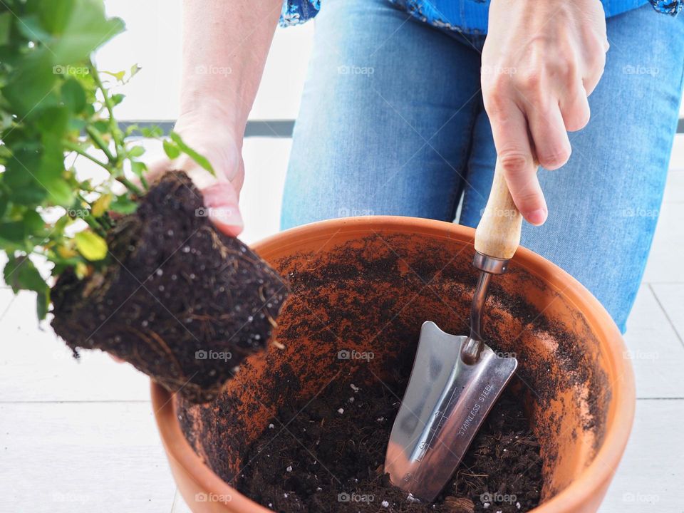 Planting a plant in a pot